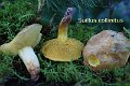 Suillus collinitus-amf275